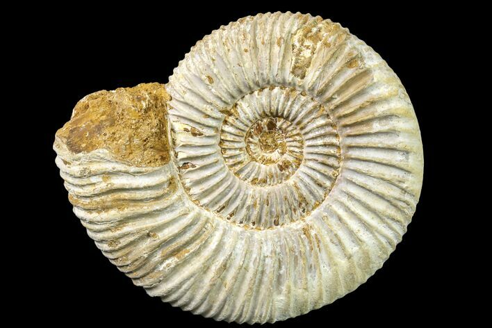 Jurassic Ammonite (Perisphinctes) Fossil - Madagascar #161772